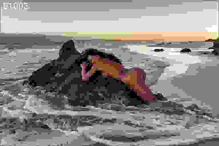 Reef III