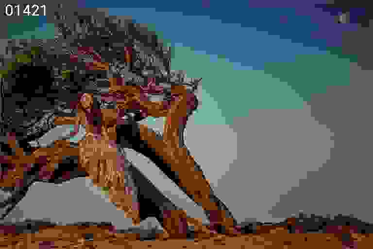 Albero della bellezza